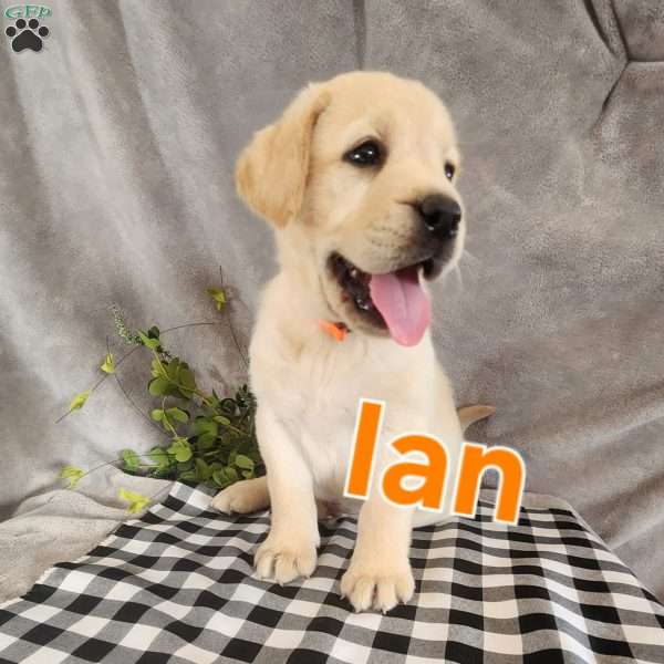 Ian, Fox Red Labrador Retriever Puppy